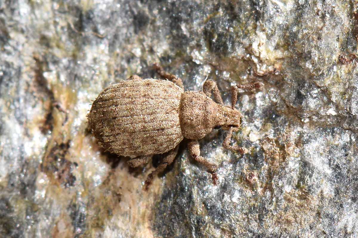 Curculionidae: Romualdius angustisetulus?   S !